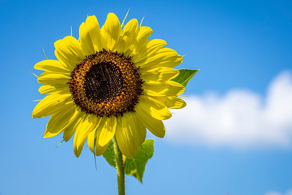 Sunflower, blue sky, floral background. Original public domain image from Flickr