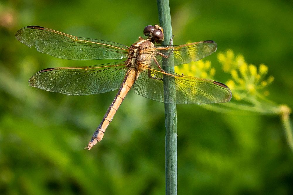 Dragonfly, insects macro photography. Original public domain image from Flickr