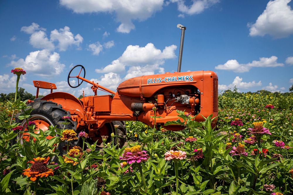 An Allis-Chalmers tractor sits in a field of flowers at Goldpetal Farms in Chaptico, Md., July 17, 2021. USDA/FPAC Photo by…