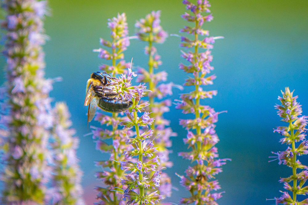 Bee visits Lavender Hyssop. Original public domain image from Flickr