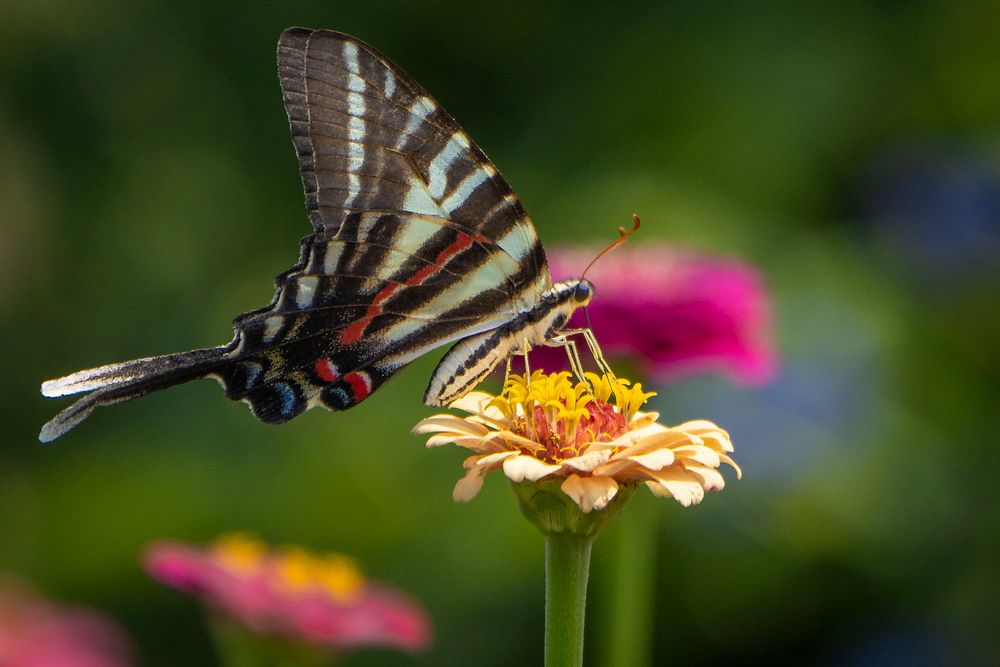 Swallowtail butterfly, flower pollination, closeup. Original public domain image from Flickr