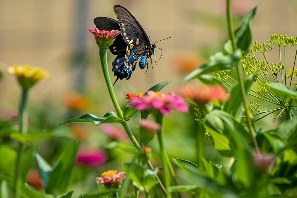 Swallowtail butterfly, insects, flower pollination. Original public domain image from Flickr