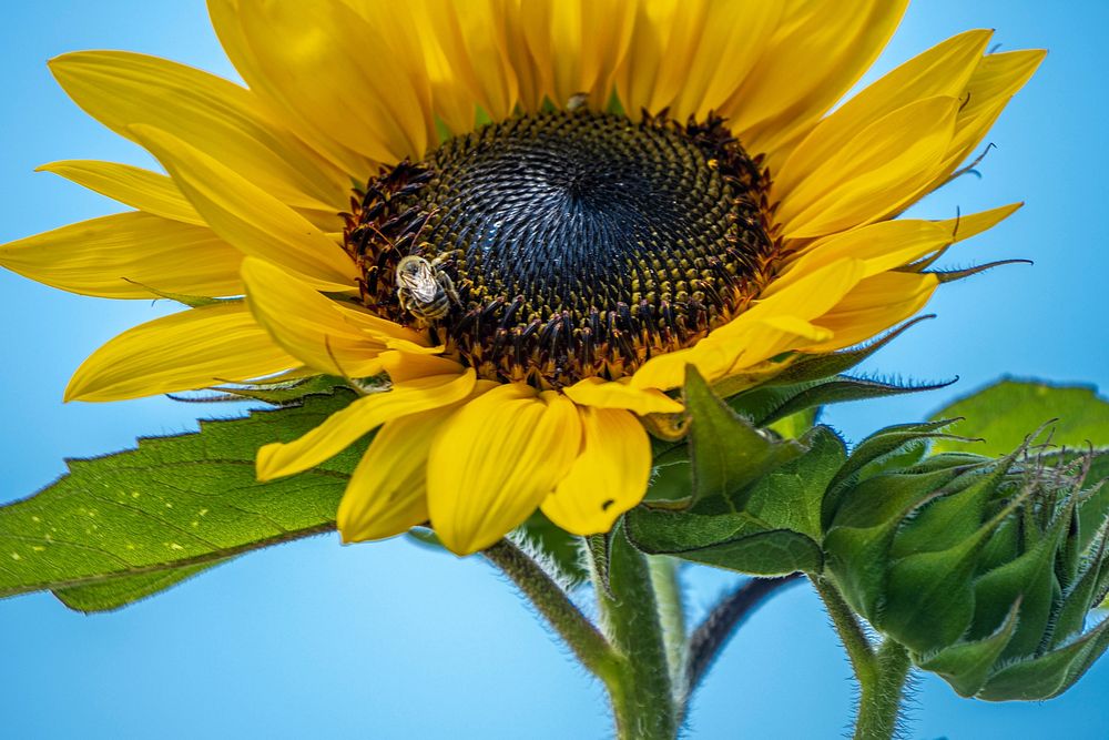 Bees pollinate the sunflowers. Original public domain image from Flickr