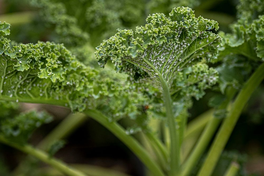 Kale, homegrown vegetable. Original public domain image from Flickr