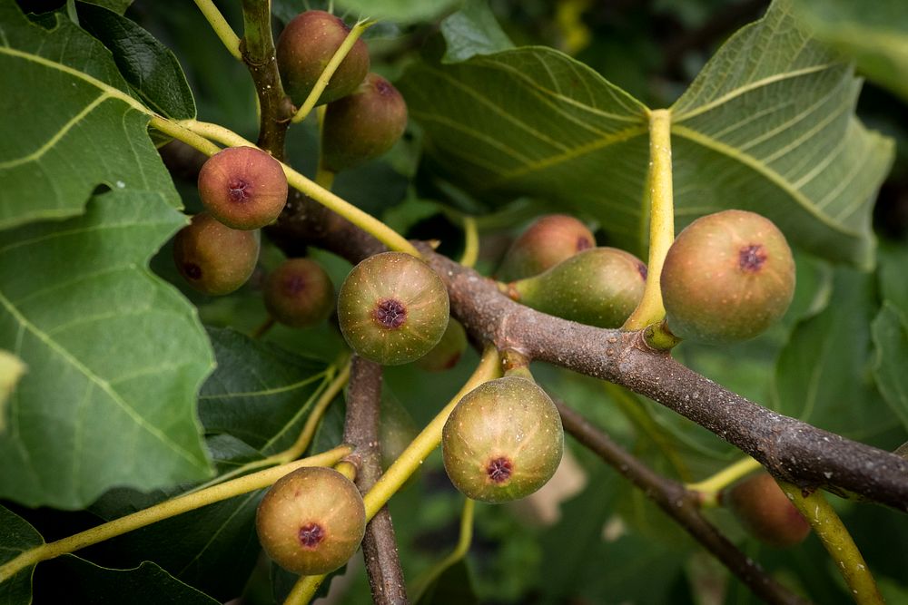 Fig tree, fruit branch. Original public domain image from Flickr