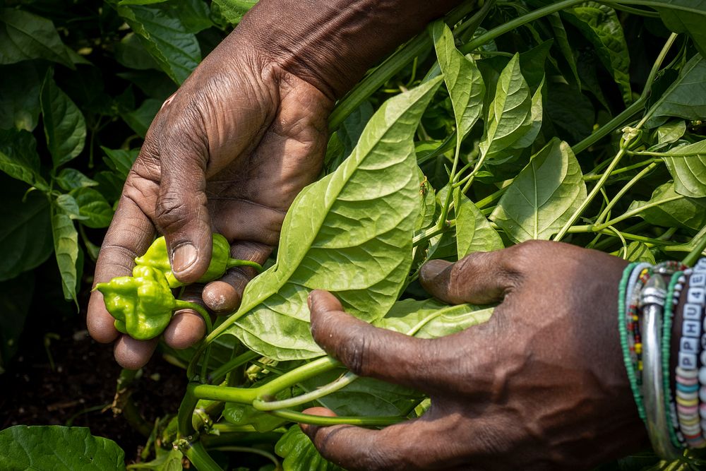 Checking crops, farmer hands, unripe peppers. Original public domain image from Flickr