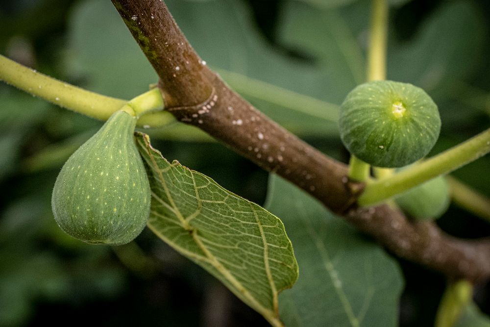 Fig tree branch. Original public domain image from Flickr