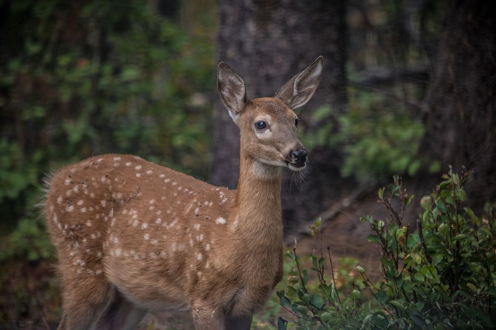 White-tailed Deer. Original public domain image from Flickr
