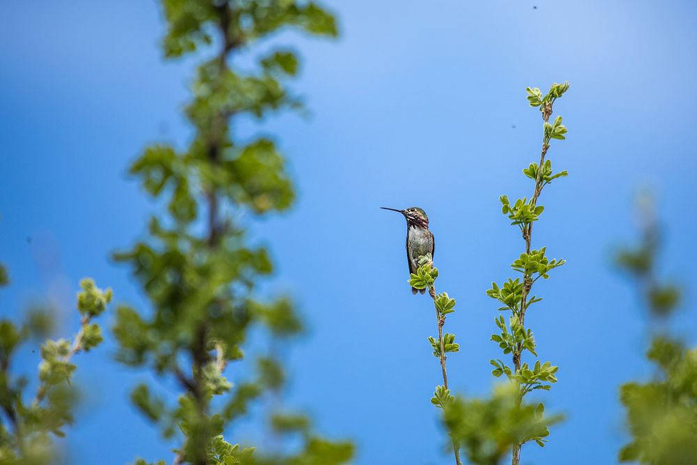 Calliope Hummingbird &mdash; Selasphorus calliope. Original public domain image from Flickr