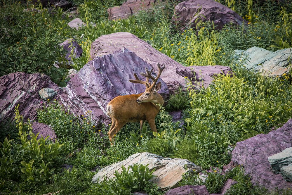 Mule Deer — Odocoileus hemionus. Original public domain image from Flickr