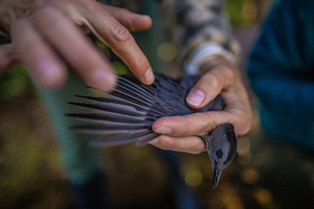 Gray Catbird — Dumetella carolinensis. Original public domain image from Flickr