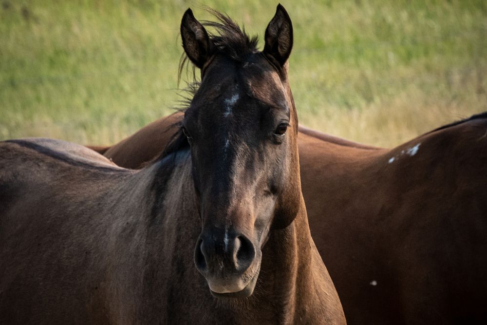Brown horse, farm animal portrait. Original public domain image from Flickr
