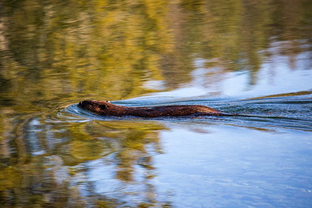 Beaver swimming, wildlife. Original public domain image from Flickr