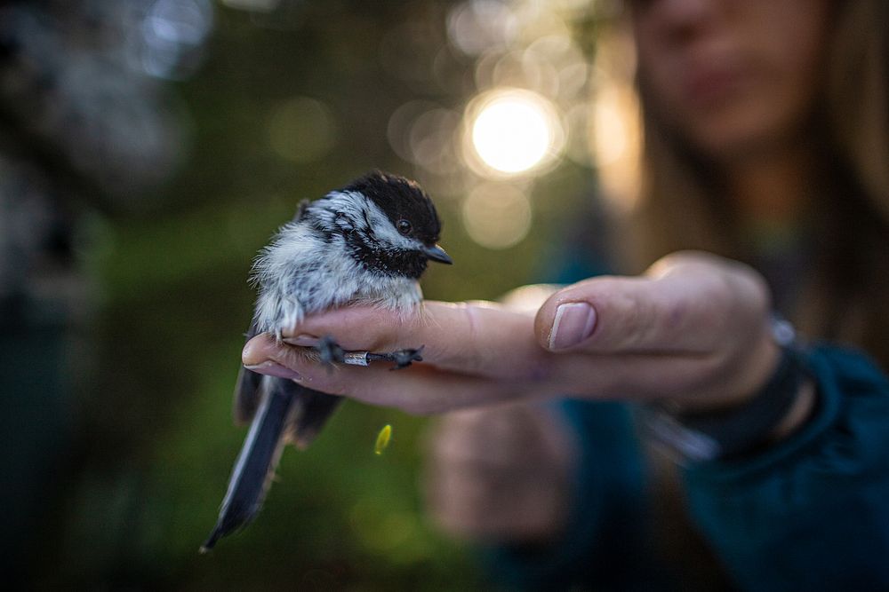 Black-capped Chickadee on human hand. Original public domain image from Flickr