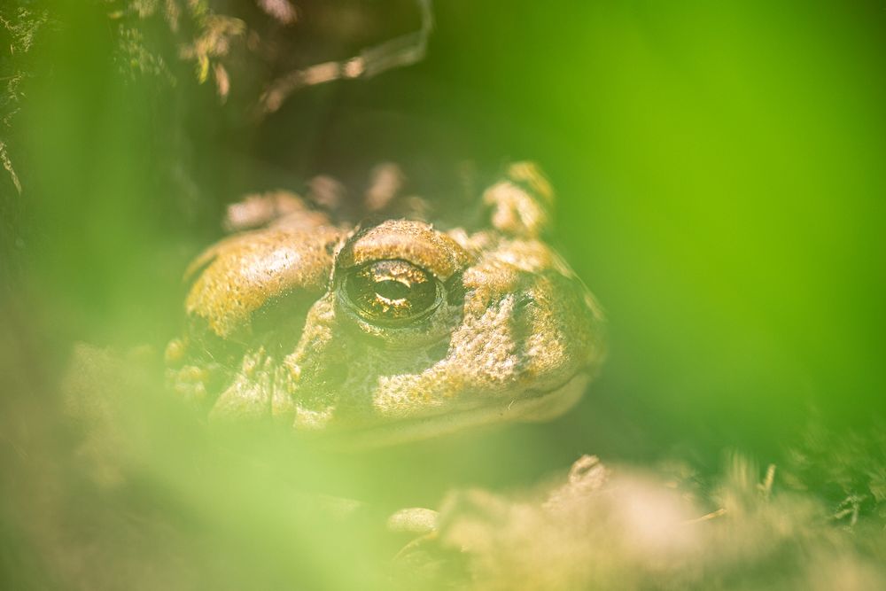 Western Toad &mdash; Anaxyrus boreas. Original public domain image from Flickr