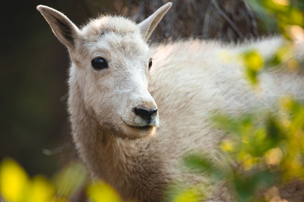 Mountain goat, animal portrait. Original public domain image from Flickr