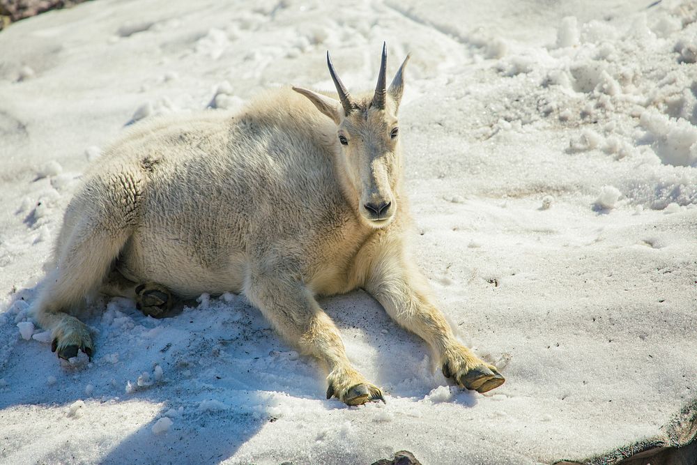 Mountain Goat &mdash; Oreamnos americanus. Original public domain image from Flickr