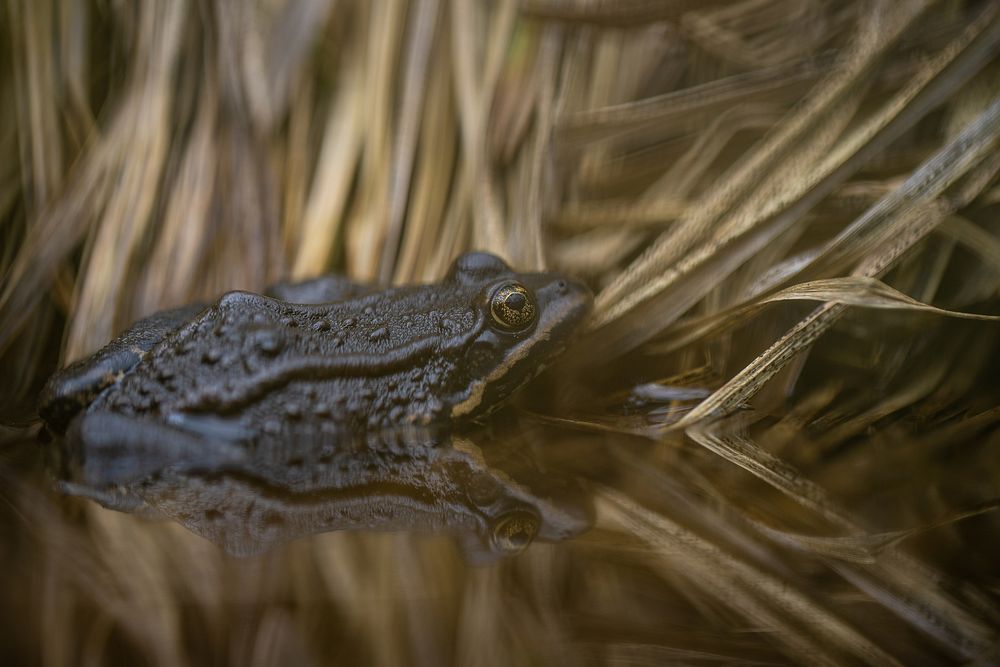 Columbia Spotted Frog — Rana luteiventris. Original public domain image from Flickr