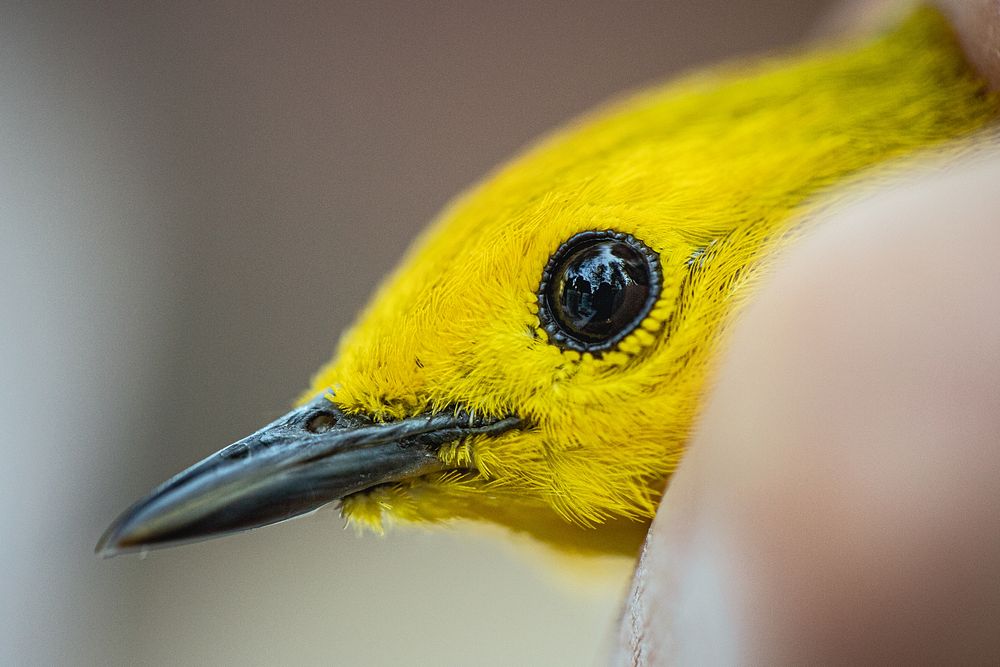 Yellow Warbler (Setophaga petechia). Original public domain image from Flickr