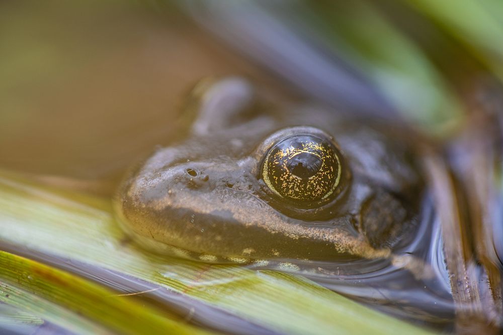 Columbia Spotted Frog — Rana luteiventris. Original public domain image from Flickr