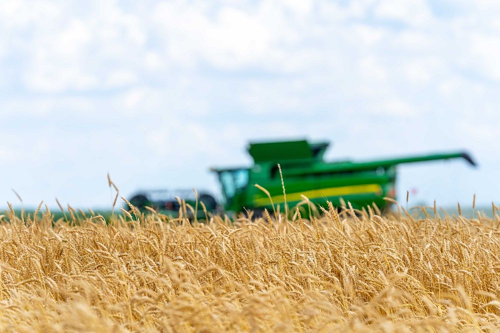 Wheat harvesting season. Original public domain image from Flickr