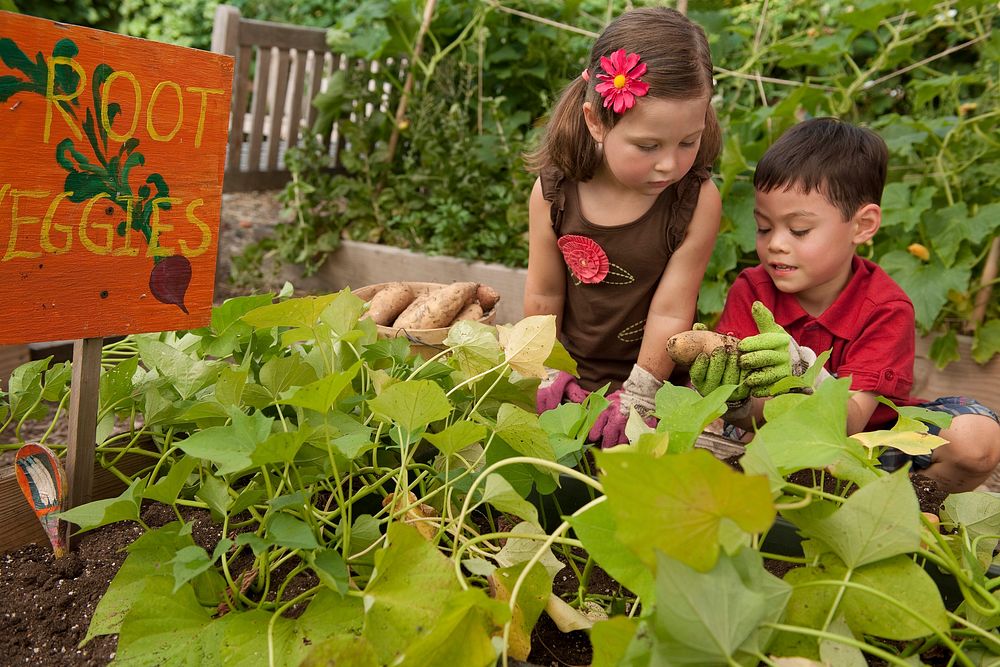 Preschoolers harvesting sweet potatoes in the garden.  Original public domain image from Flickr