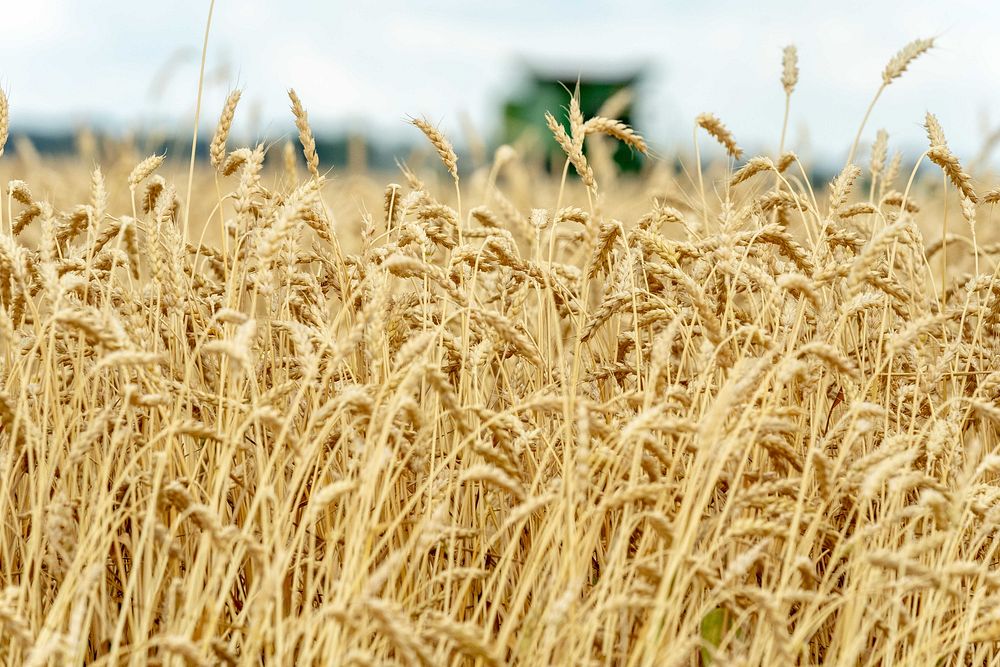 Wheat harvesting season. Original public domain image from Flickr