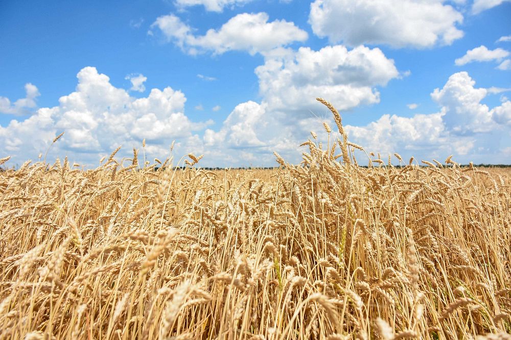 Wheat field. Original public domain image from Flickr