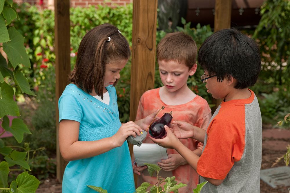 Elementary school children measuring an eggplant in the school garden. Original public domain image from Flickr