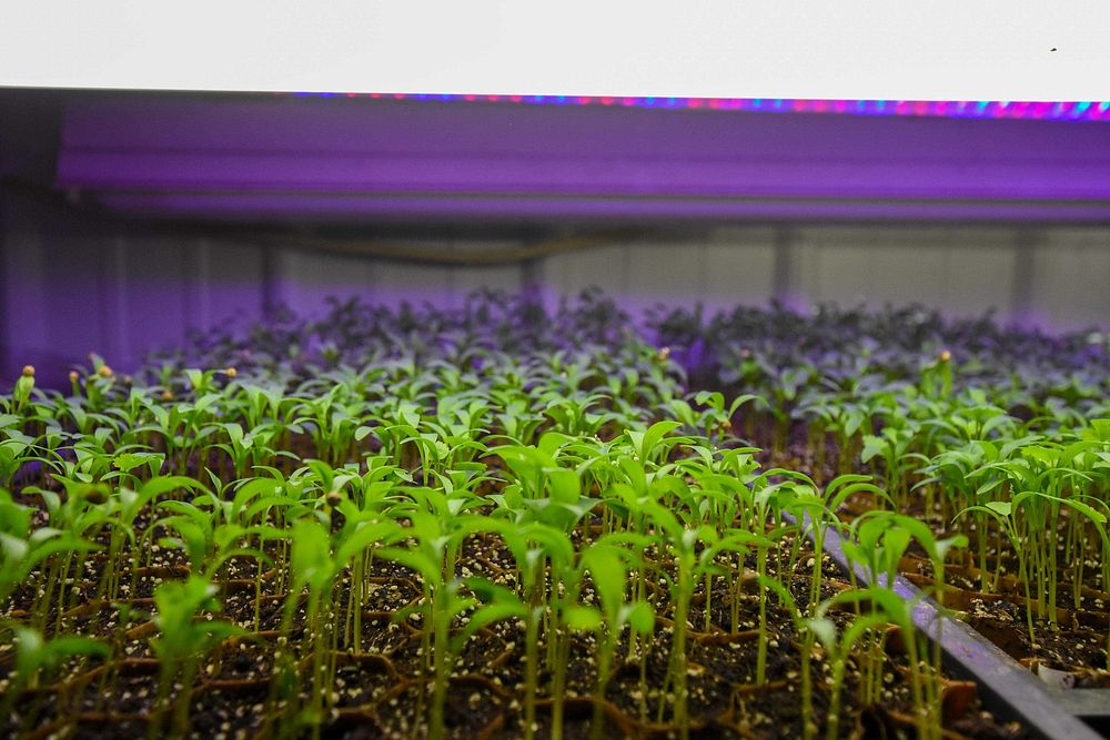 Vegetable seeds sprout under grow lights in the washroom. Original public domain image from Flickr