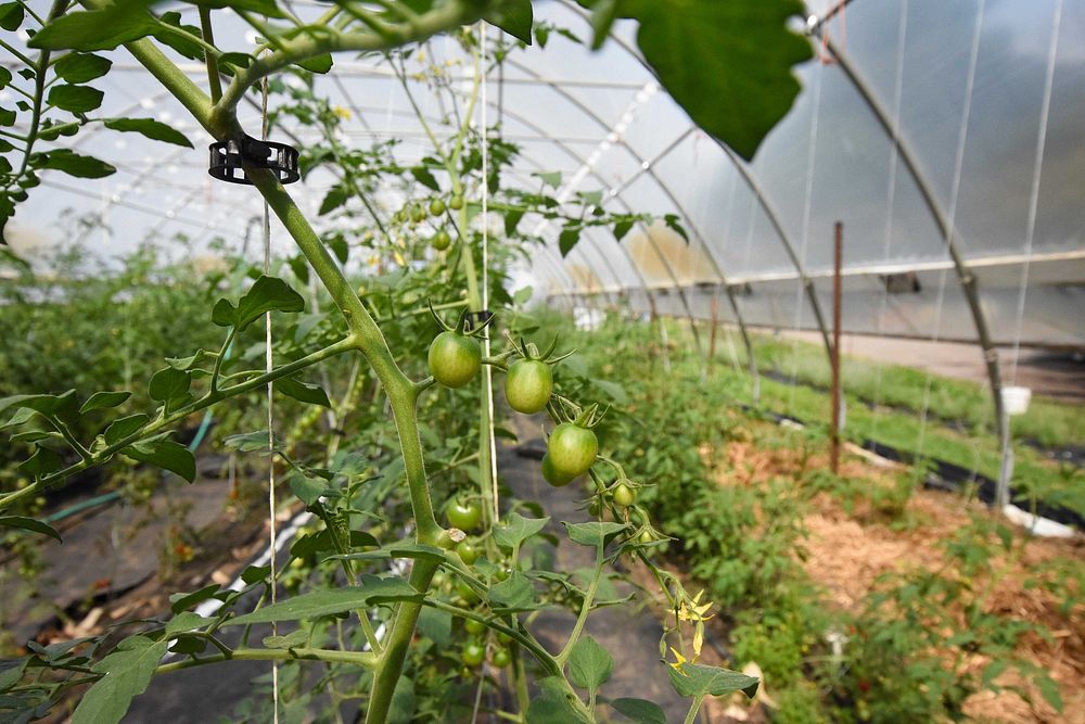 Tomato plants, greenhouse farming. Original public domain image from Flickr