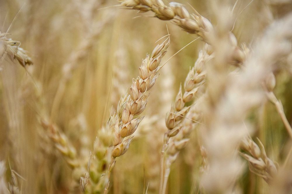Wheat field, closeup shot. Original public domain image from Flickr