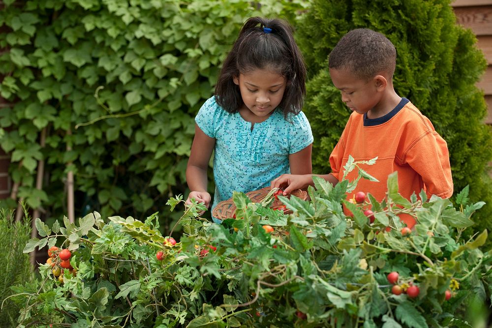 Elementary school children harvesting tomatoes in school garden. Original public domain image from Flickr