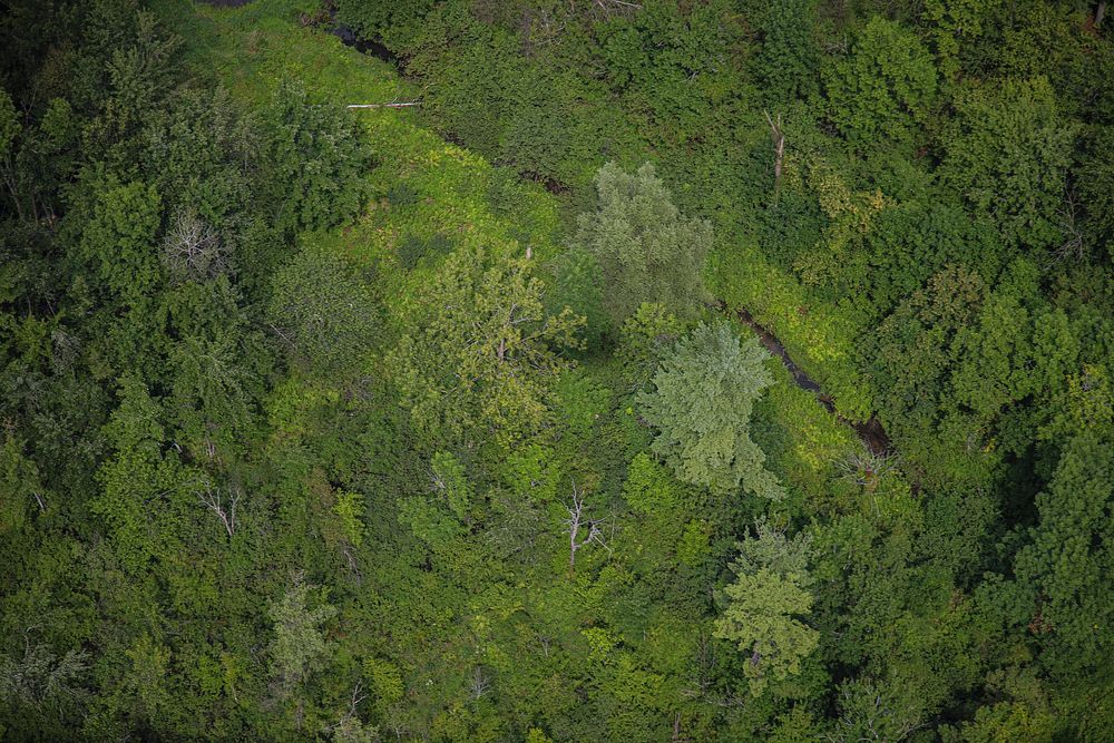 Green forest aerial view.