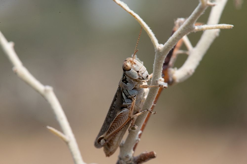 Melanoplus sanguinipes, a migratory grasshopper, are eating the Russian olive trees of a shelterbelt beside a farm field, in…