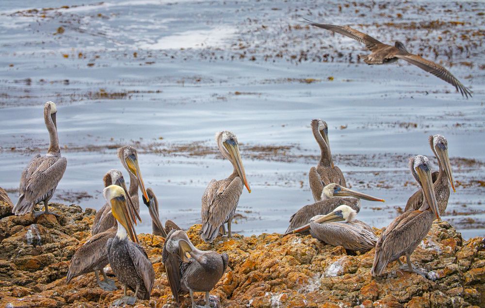 Pelicans at Piedras BlancasThe Light Station is named for the distinctive white rocks that loom just offshore. These rocks…