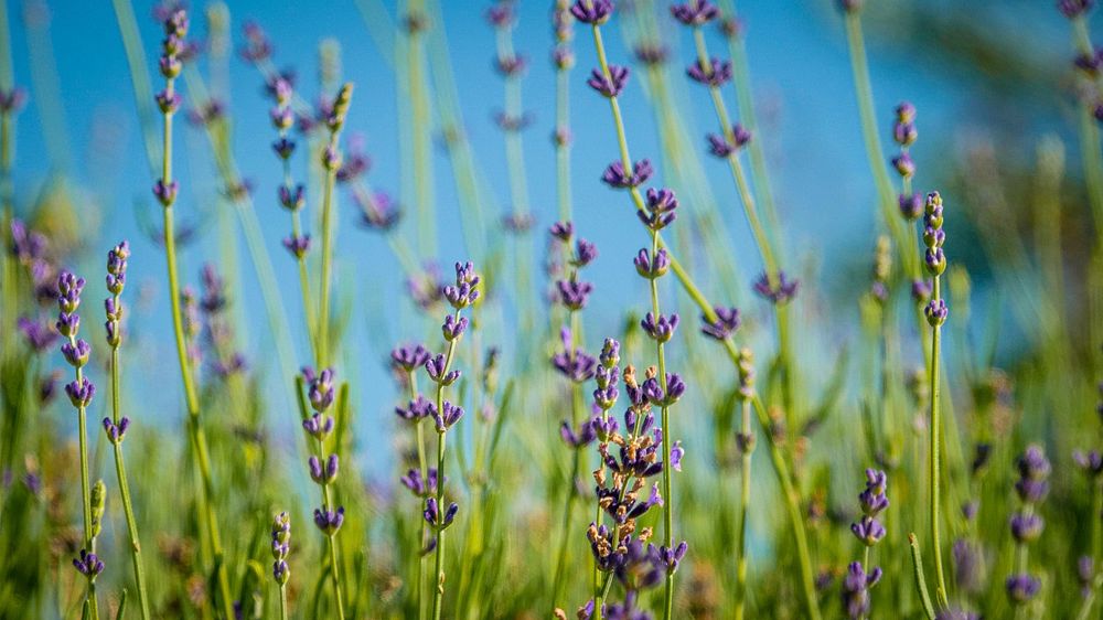 Wild lavender, flower field.