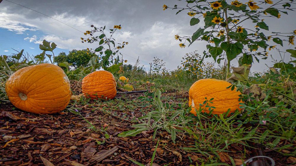 Pumpkin patch