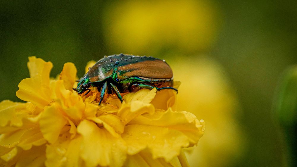 Figeater beetle on flower.