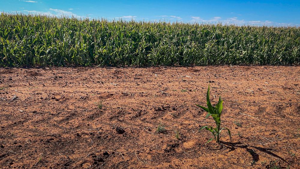 Corn field, agriculture.