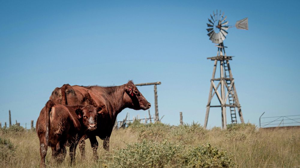 Clayton Gardner raises cattle on 777 Ranch in Torrance County, NM.Gardner, who works his family ranch, purchased his own…