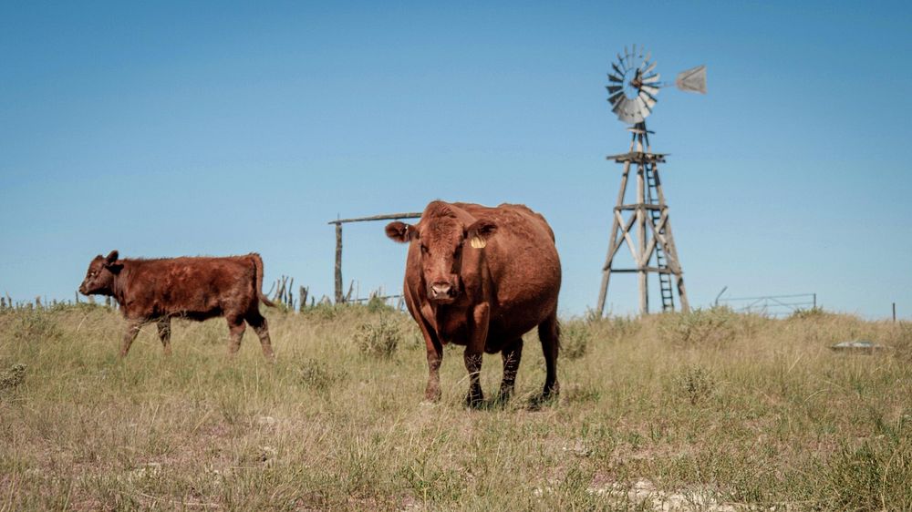 Cows & windmill.