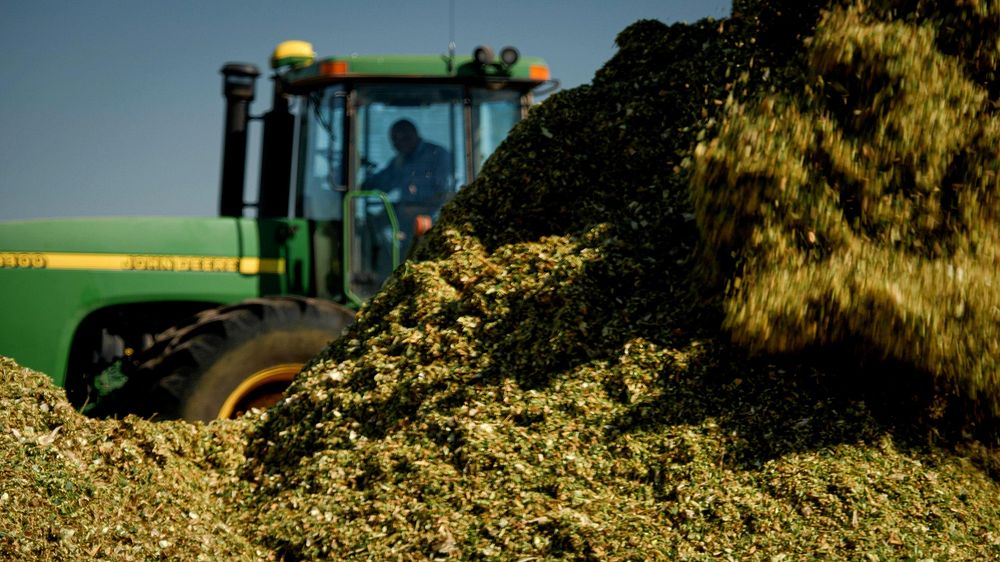 Beginning Farmer Aaron Belcher owns and operates Aaron Belcher Farms LLC in Meltose,NM, where he grows corn for…