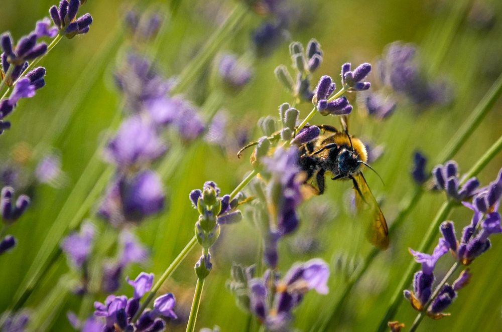 Bee on flower.