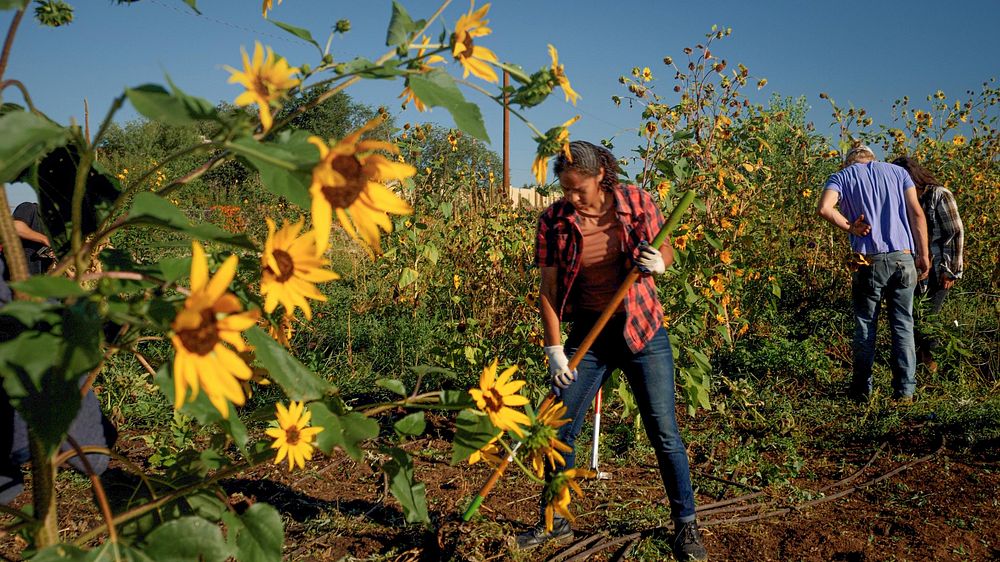 Peopleâs Gardens, like Project Feed the Hood in Albuquerque, NM, empower communities to participate in local food production…