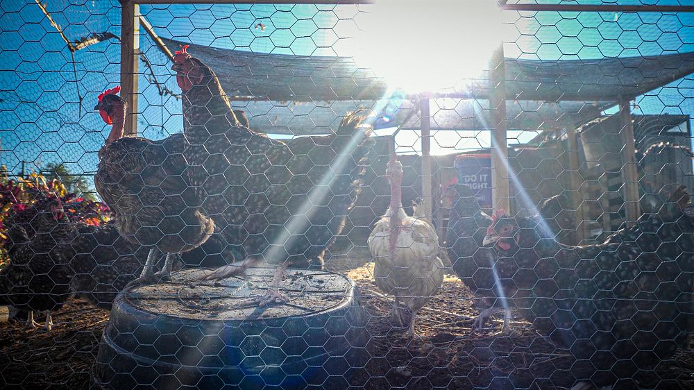 Chicken in cage, farm animal.