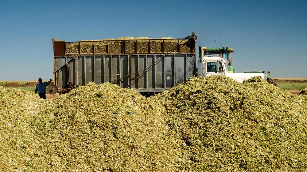 Beginning Farmer Aaron Belcher owns and operates Aaron Belcher Farms LLC in Meltose,NM, where he grows corn for…