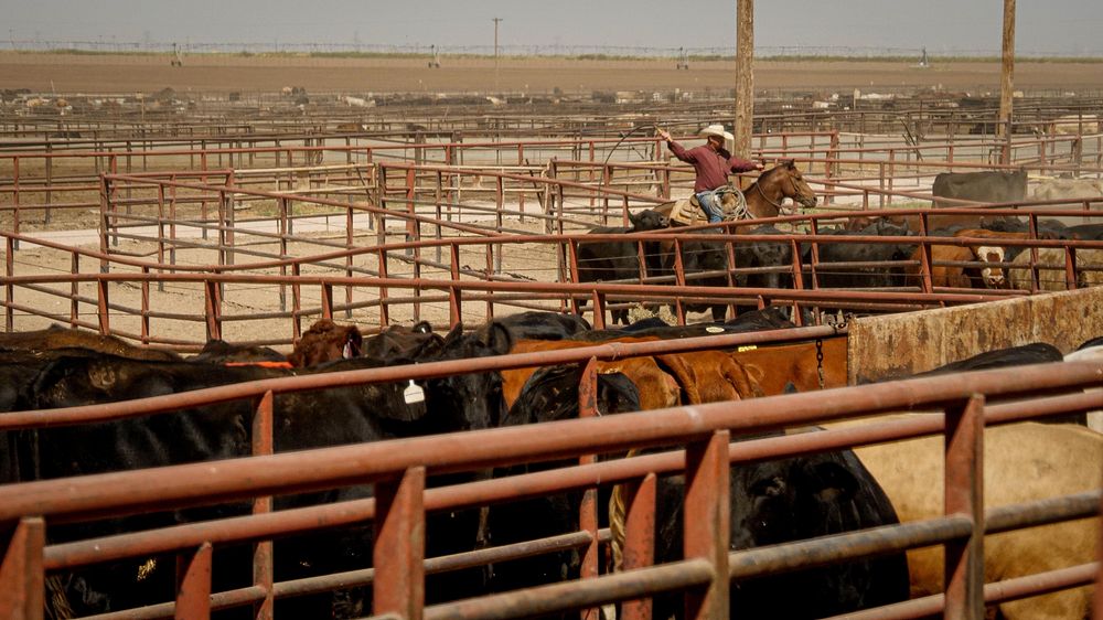 USDA Agricultural Marketing Service Livestock & Poultry Programs Training Coordinator Jodie Pitcock visits Dawn Cattle…