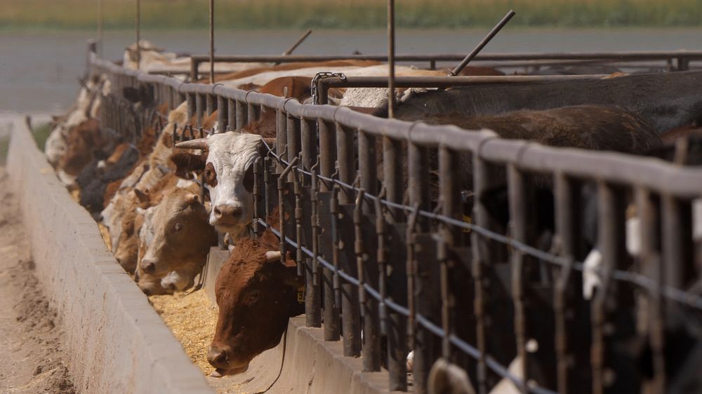 USDA Agricultural Marketing Service Livestock & Poultry Programs Training Coordinator Jodie Pitcock visits Dawn Cattle…