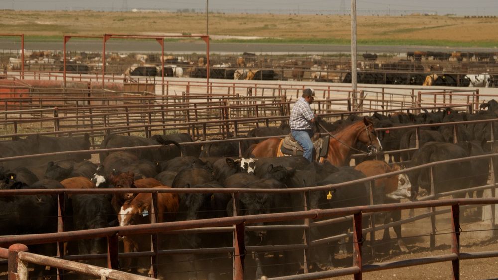 Cattle, farm industry.